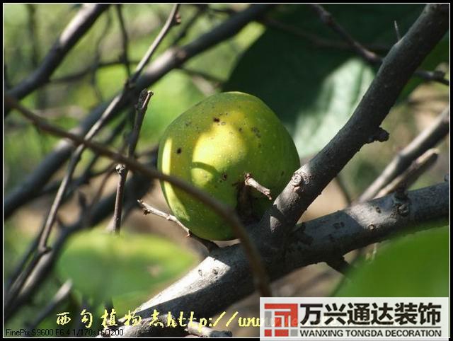 木瓜树与风水