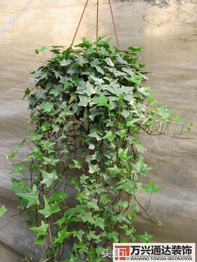 家风水植物家种风水植物