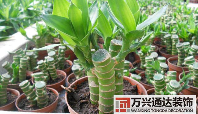 装修绿植装修绿植墙